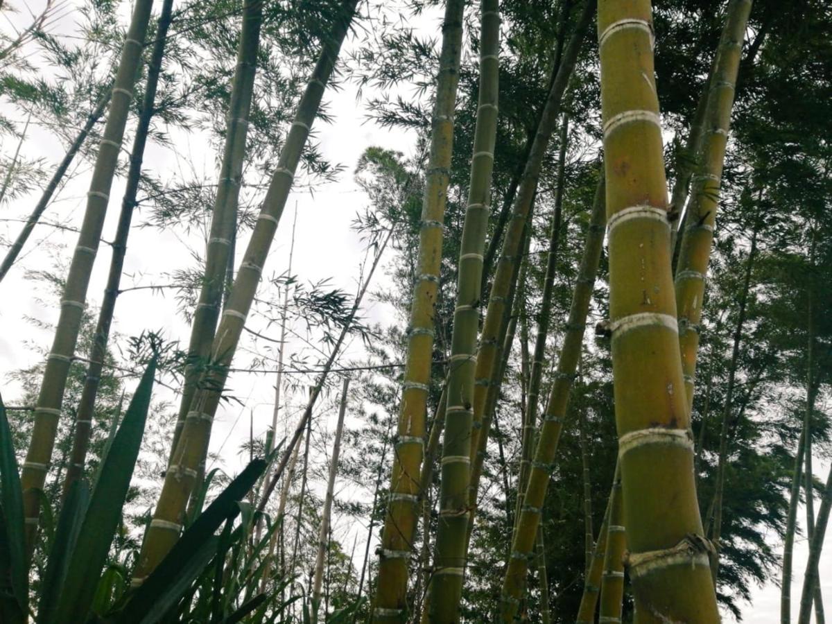 Vista Hermosa Eco Hostal Carmen de Viboral ภายนอก รูปภาพ